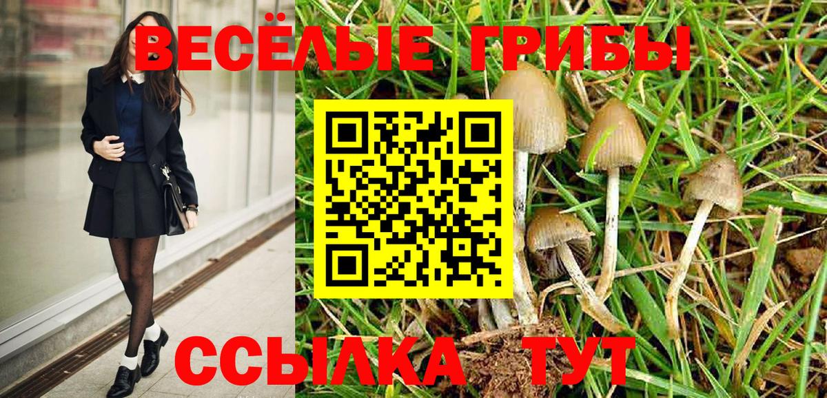 Галлюциногенные грибы Psilocybe Кисловодск